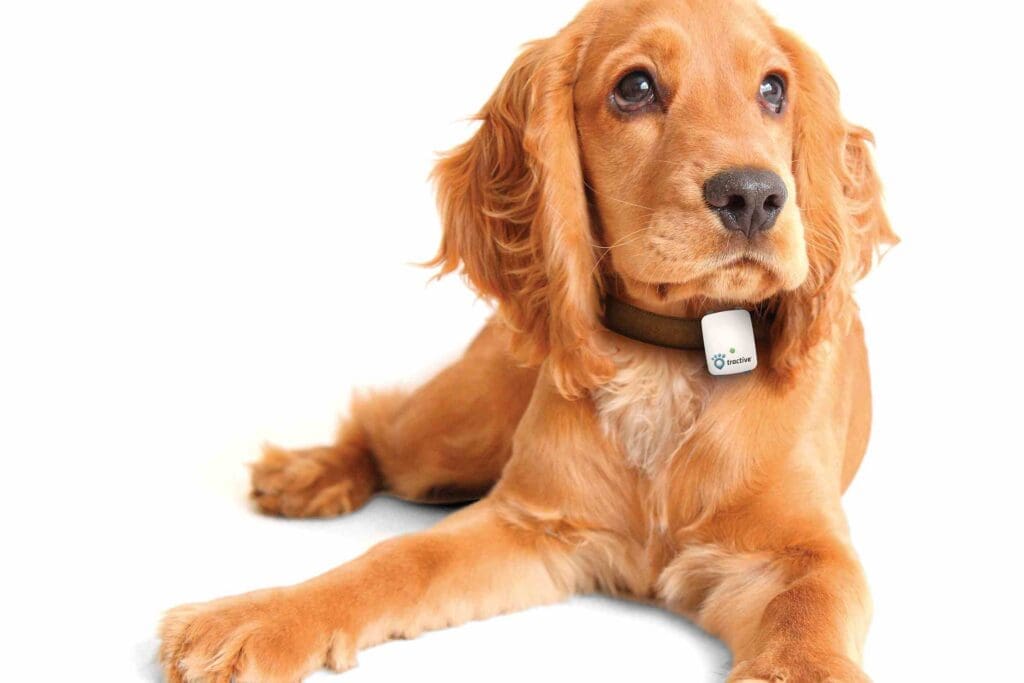 GPS Sender für Hunde